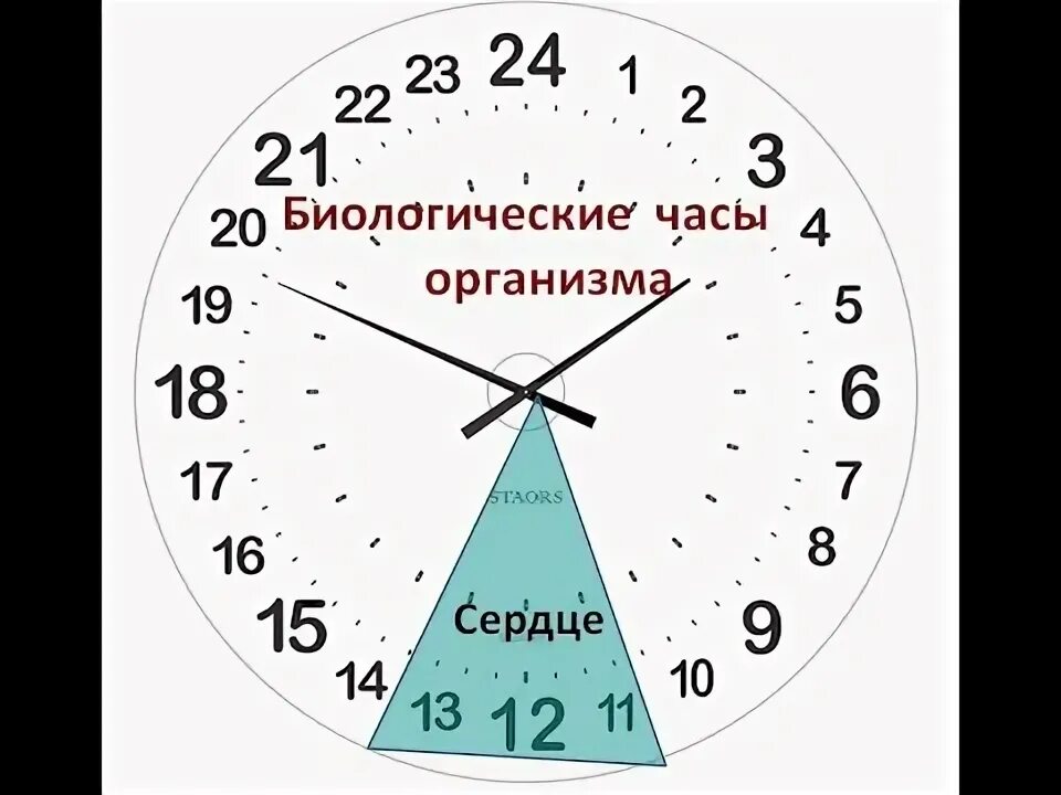 10 часов биологии. Биологические часы. Биологические часы организма. Часы активности меридианов. Время работы меридианов в организме человека по часам.