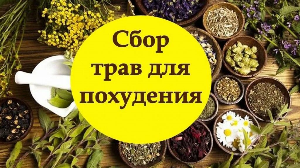 Трава голода. Лекарственные травы для похудения. Травяные сборы для похудения. Сбор похудение. Сбор трав для похудения.