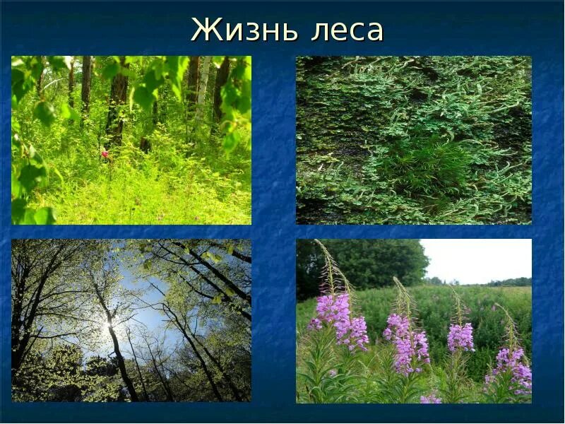Игр жизнь леса. Жизнь леса 4 класс. жизнь леса 4 класс окружающий мир. проект жизнь леса. проект жизнь леса 4 класс.