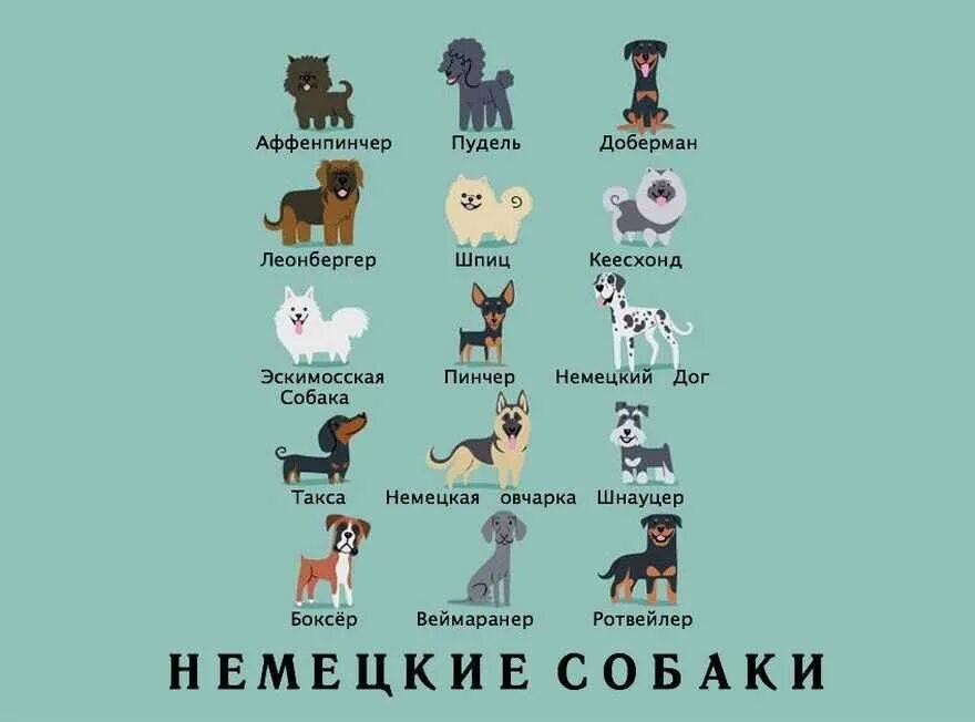 Породы собак названия. Породы собак с именами. Плакат породы собак. Разные имена собак