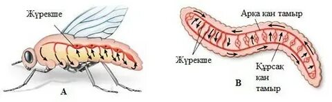 Браззерс үлкен сиськи порно