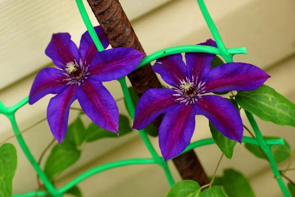 Клематис вандерфул. Клематис н томпсон. Клематис миссис томпсон. Клематис томпсон. Мисис компсон клематис.