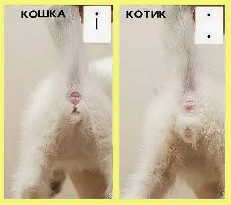 Как отличить пол котенка в 1 месяц. Как отличить котят мальчика и девочку. Как поределить пол котёнка. Как определить кот или кошка.