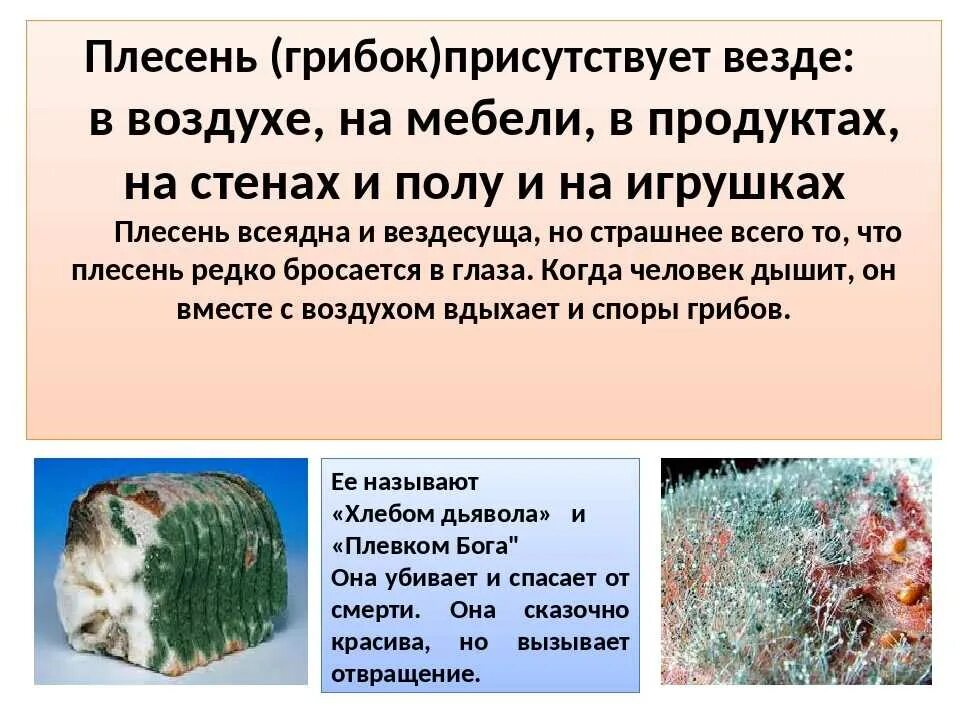Влияние какого условия на развитие плесени