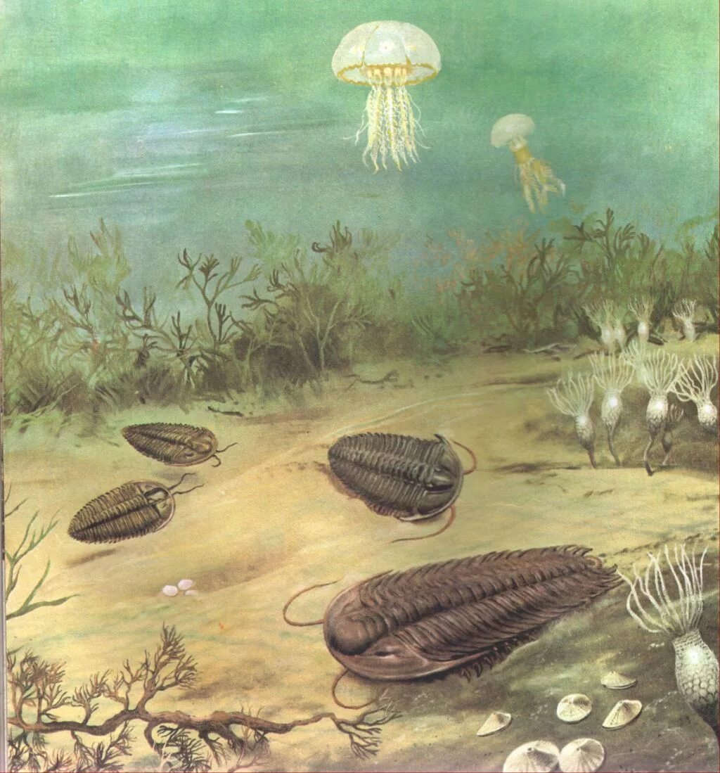 протерозой кембрийский. первые живые существа. палеозой эра кембрий. протерозой эра кишечнополостные. первые живые существа.