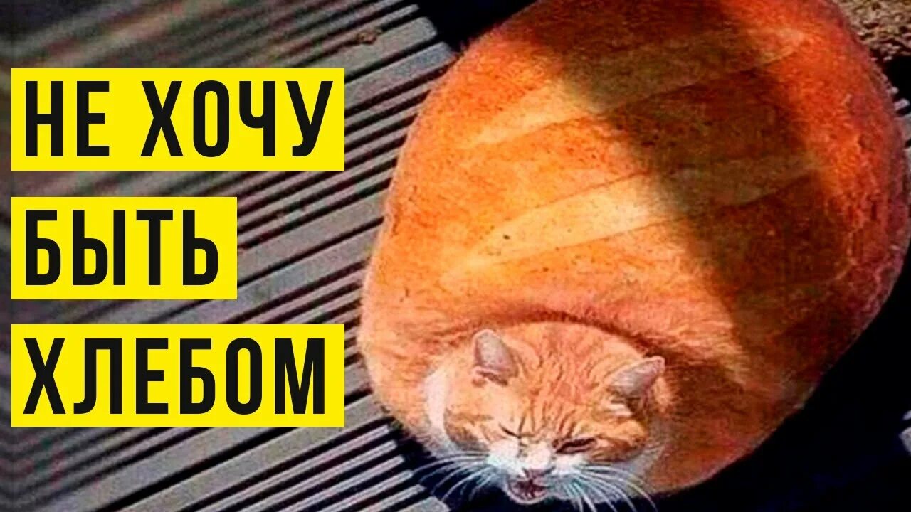 Мне твой хлеб не есть. Кот Хлебушек. Смешной хлеб. Кошка батон. Кот хлеб Мем.