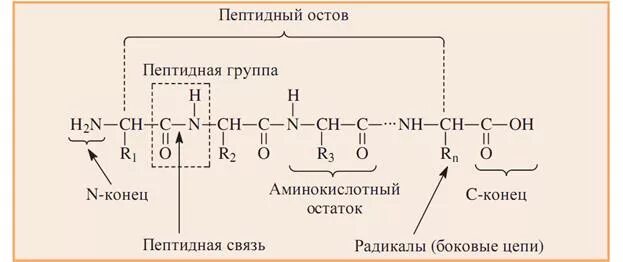 Полипептиды содержат в цепи. Строение пептидной цепи. Структура пептидной цепи. Структура белка в полипептидной цепи. Пептидная цепь аминокислот.