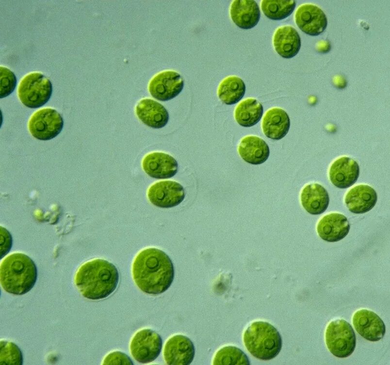 Количество клеток водорослей. Зелёные водоросли хламидомонада. Chlamydomonas reinhardtii водоросли. Хламидомонада водоросль микроскоп. Зеленые водоросли хламидомонада микроскоп.