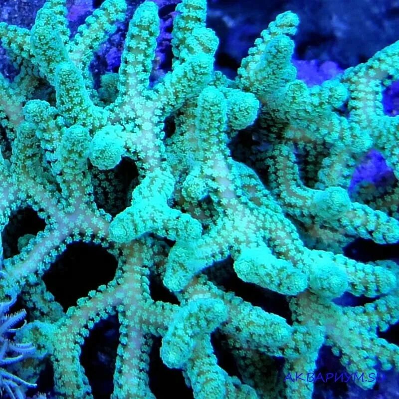 Coral system. Сериатопора коралл. Сериатопора календрум. Календрум коралл. Сериатопора калиендрум (зеленая).