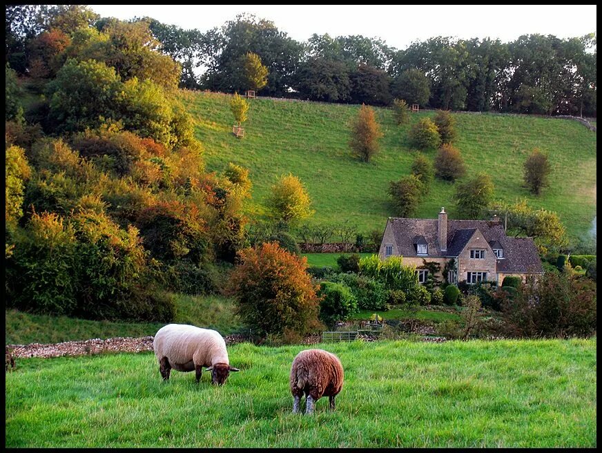 Village countryside. Котсуолдс Англия ферма. Котсуолдс Англия овцы. Пастбищные угодья Великобритании. Графство Саффолк.