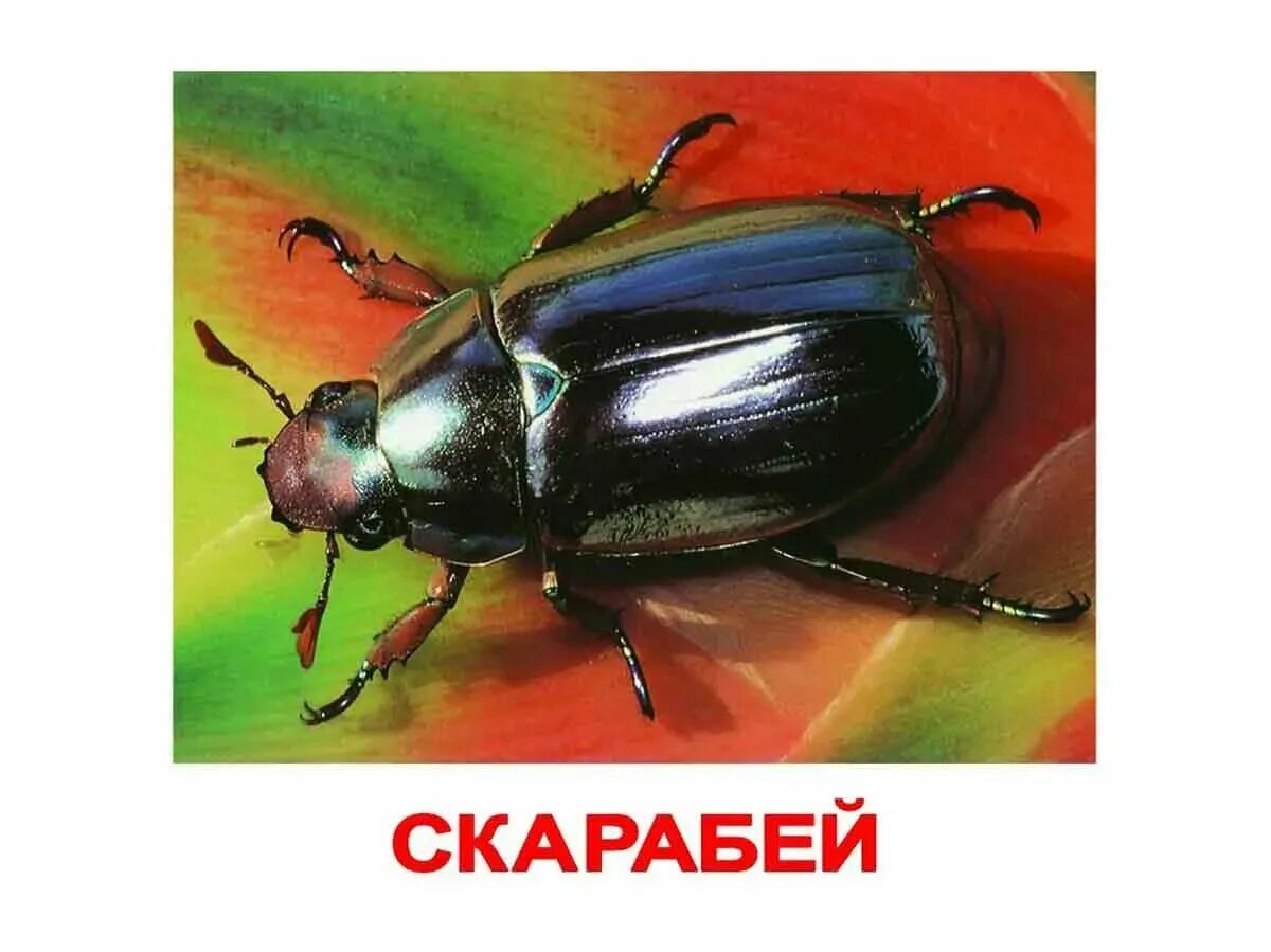 Жуки по английскому. Насекомые. Английские жуки 5 букв. Насекомые на английском. Название насекомых по английскому.