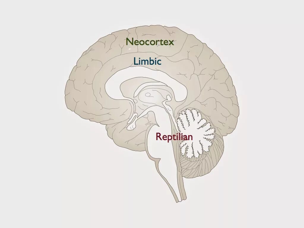Старый новый мозг. Неокортекс и лимбическая система. Мозг неокортекс. Limbic мозг. Новый мозг неокортекс.