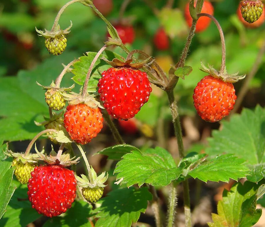 Сибирская земляника лесная. Лесная, ароматная земляника. Клубника луговая (полуница). Что находится в ведомстве земляника. Земляника западно-сибирская.
