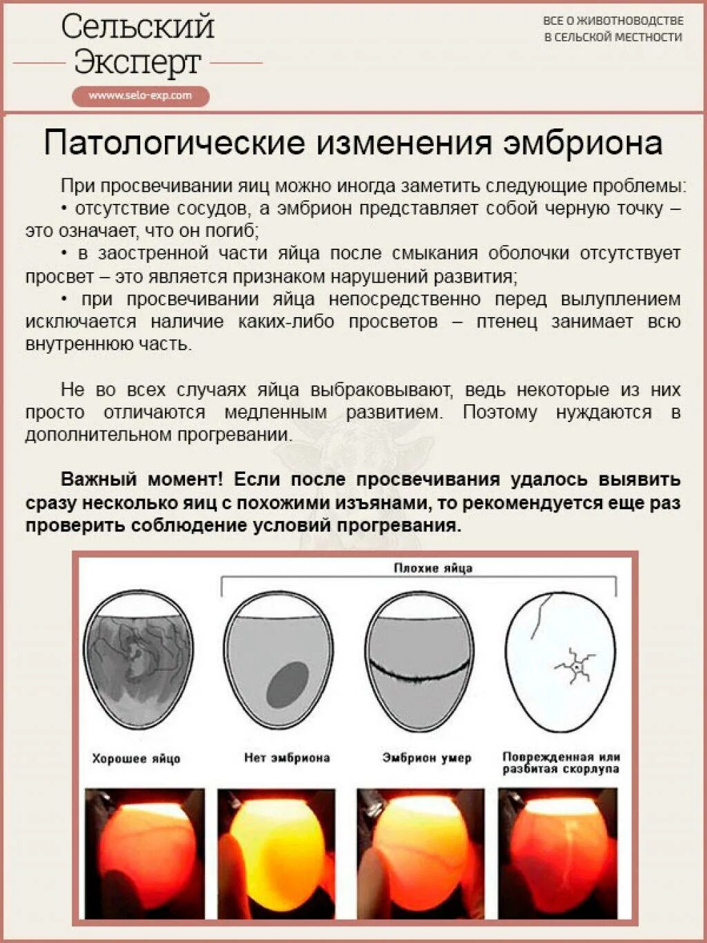 Можно ли яйца при температуре. Куриное яйцо 2 день инкубации. Инкубация куриных яиц овоскопирование. 7 День инкубации куриных яиц. Овоскопирование яиц по дням.