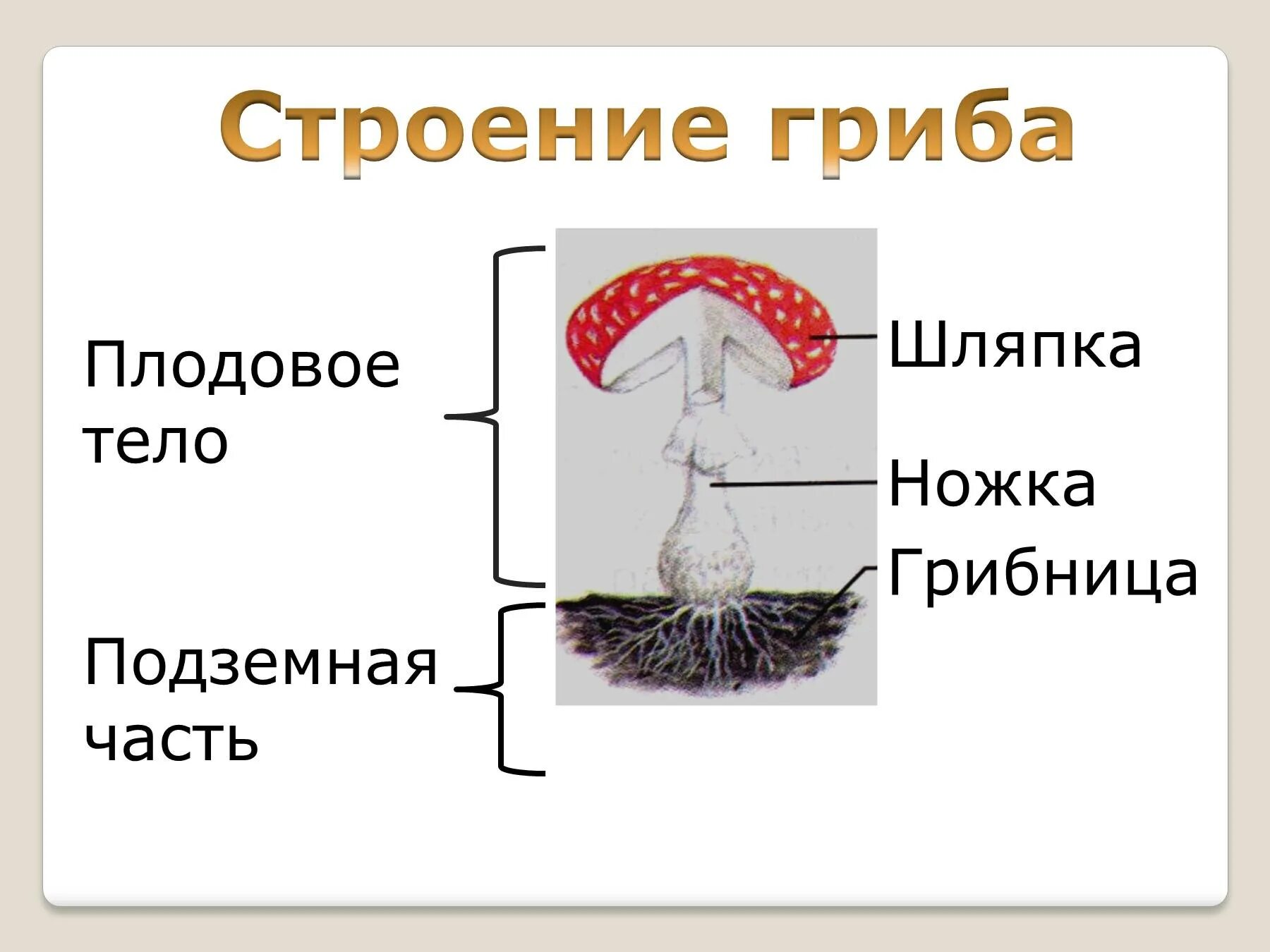 Строение высшего гриба. Схема шляпочного гриба. строение шляпочного гриба мухомора. части шляпочного гриба 5 класс. зарисовать строение гриба.