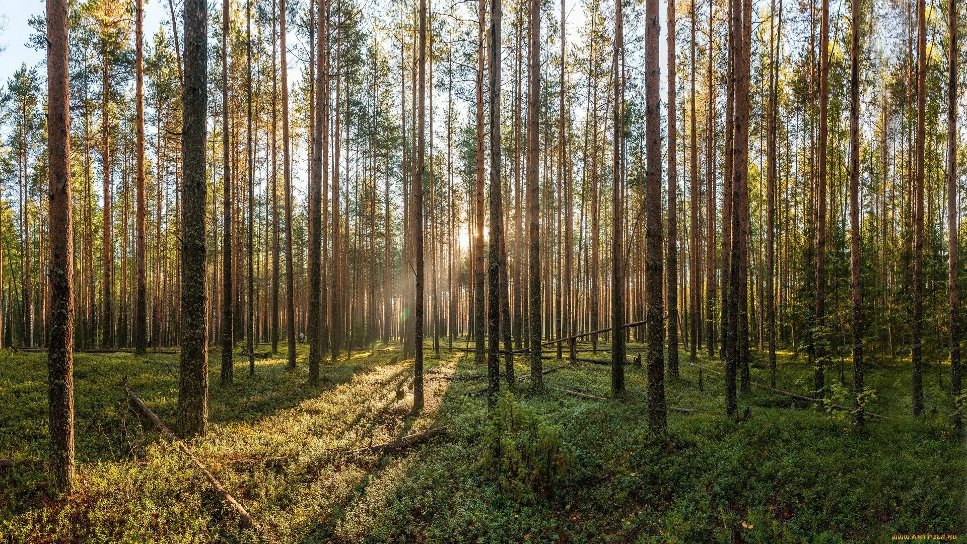 Спелые перестойные лесные насаждения