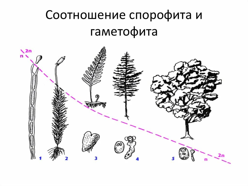 Схема преобладания гаметофита и спорофита. Схема редукции гаметофита. Спорофит гаметофит схема. Преобладание гаметофита над спорофитом.