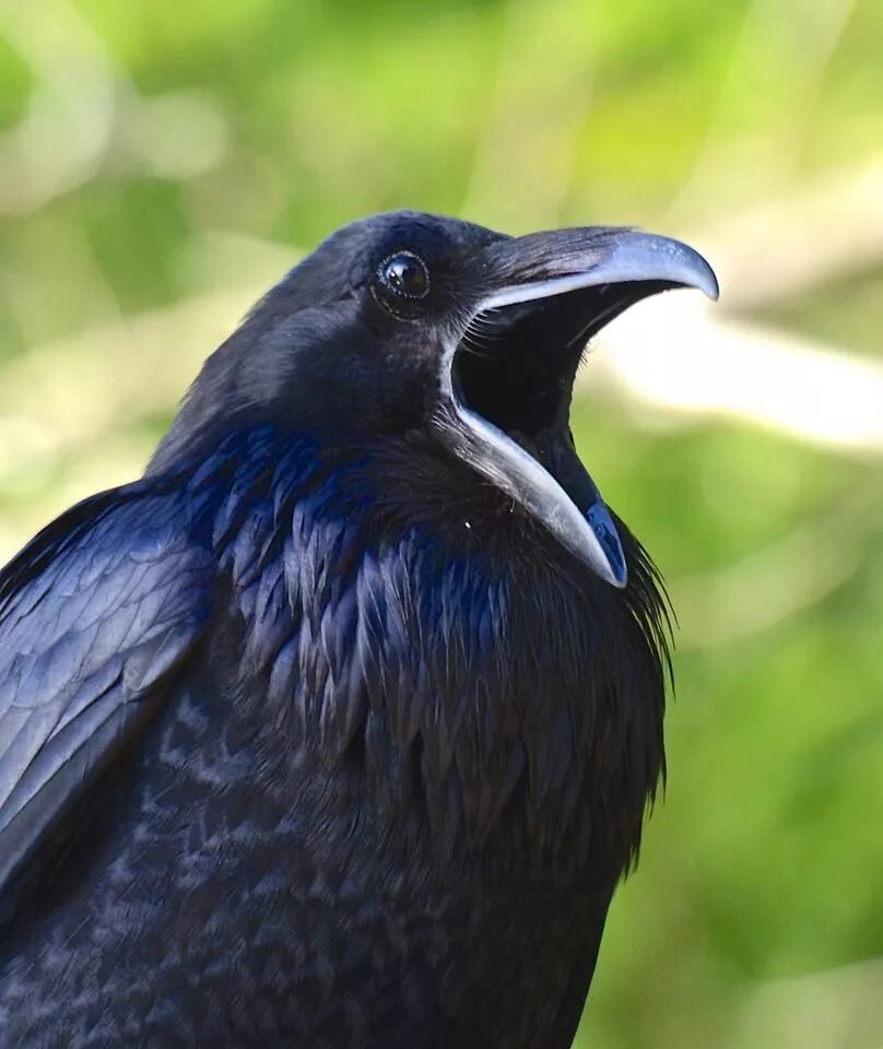 Ошейниковый ворон. Джунглевая ворона. Черная птица. Большая чёрная птица.