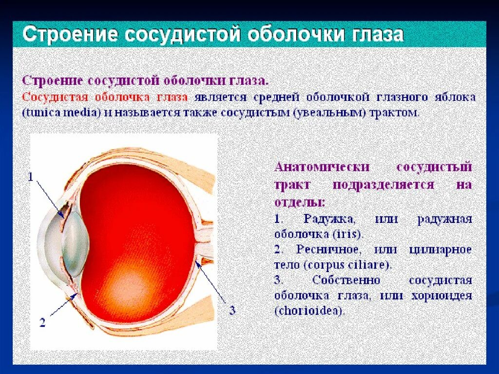 Сосудистая оболочка глаза строение анатомия. Собственно сосудистая оболочка строение. Сосудистая оболочка глазного яблока строение. Собственно сосудистая оболочка глаза функции. 3 части сосудистой оболочки глаза