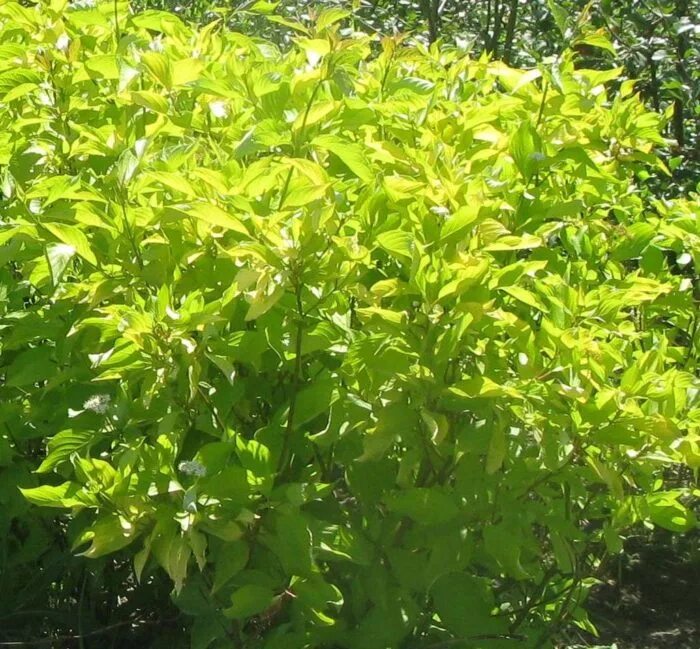 Дерен белый cornus alba “aurea”. Дерен ауреа фото и описание. Дёрен белый aurea. Дерен белый "aurea" ("ауреа"). Дерен желтолистный ауреа.