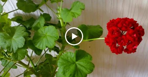 Почему не распускается герань