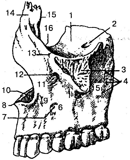 Клыковая ямка. Клыковая ямка верхней челюсти. Альвеолярные Бугры верхней челюсти. Верхняя челюсть вид с латеральной стороны. Грушевидный отросток верхней челюсти.