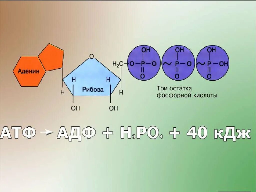 Остаток фосфорной кислоты атф. Аденин рибоза три остатка фосфорной кислоты это. Аденин рибоза 3 остатка фосфорной кислоты. Рибоза аденин фосфорная кислота. Аденин рибоза.