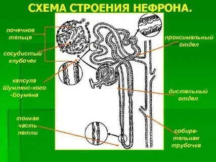 Почечный нефрон рисунок