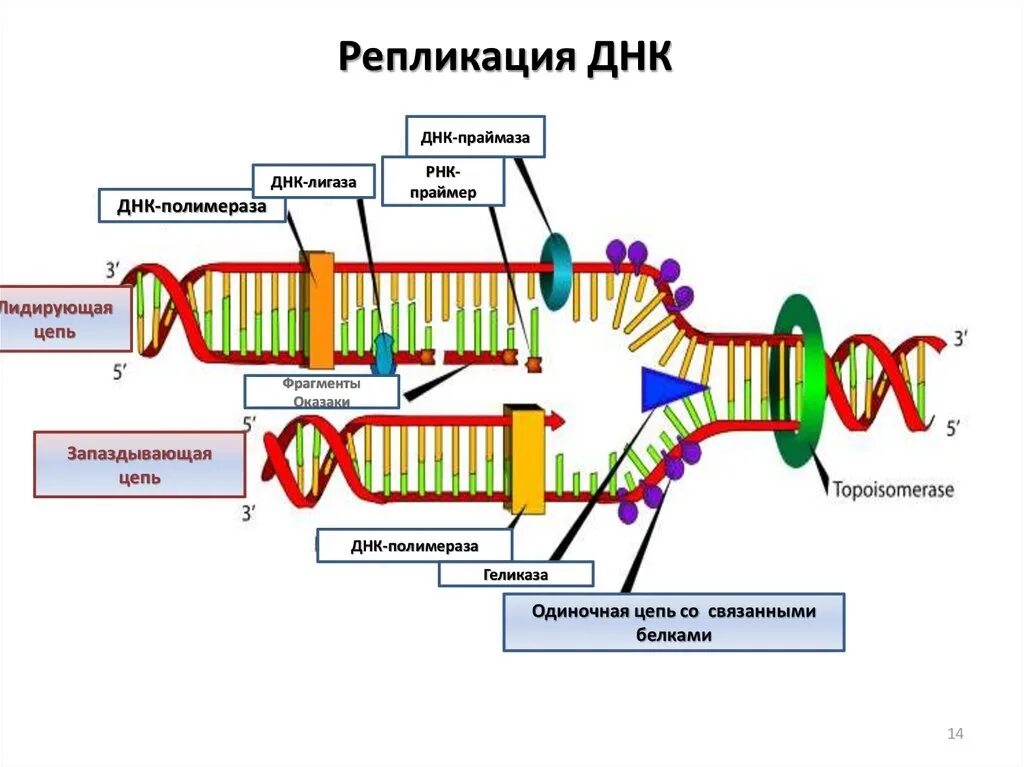 Образование новой днк. Репликация ДНК механизмы ферменты. Схема процесса репликации ДНК. Строение и репликация ДНК. Репликация РНК Праймеры.