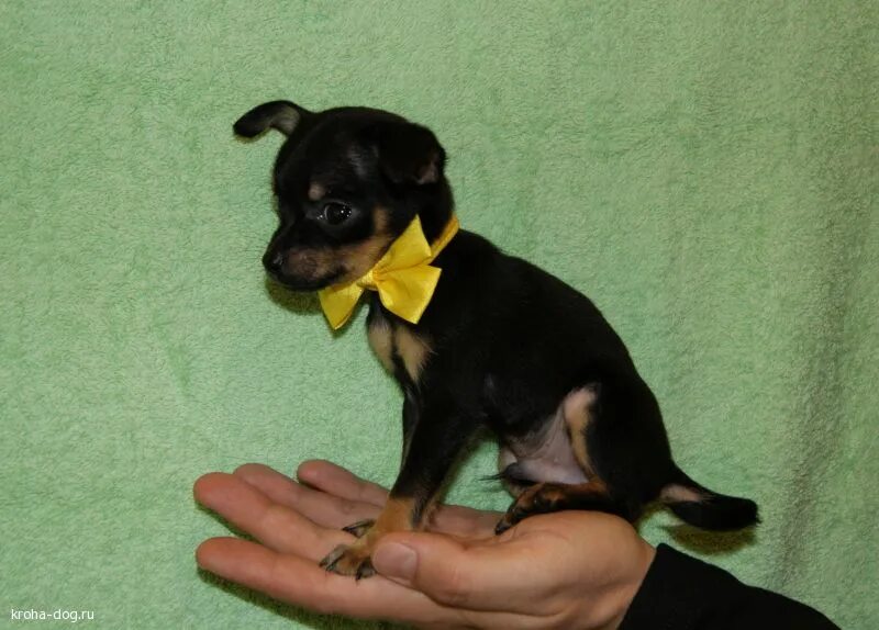 Мини той терьер размеры. Вес мини той терьера. Мини той терьер мальчик. Русский терьер мини. Московский терьер гладкошерстный.