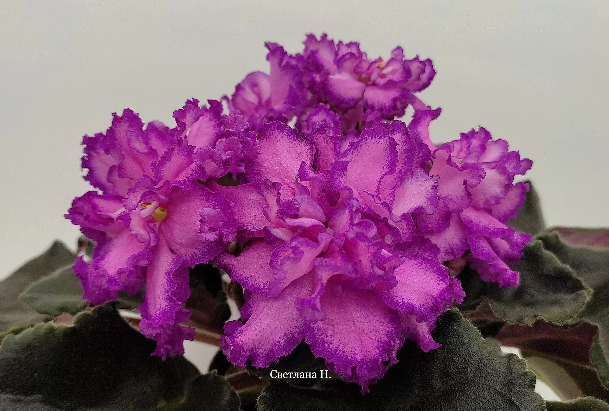 Фиалка лф малина. Фиалка лф малиновый ажур. Фиалка малиновый йогурт. Фиалка сорт лф малина. Фиалка raspberry хало.