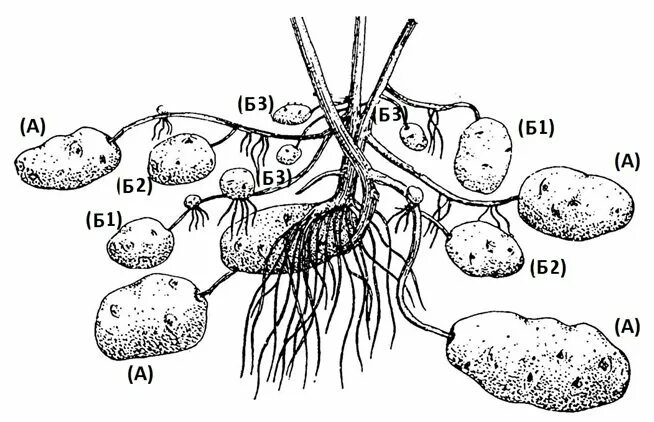 Строение клубня картофеля. Рисунок картофеля со столонами. Строение клубня картофеля столон. Строение клубня картофеля схема. Клубень картофеля на раннем этапе своего развития