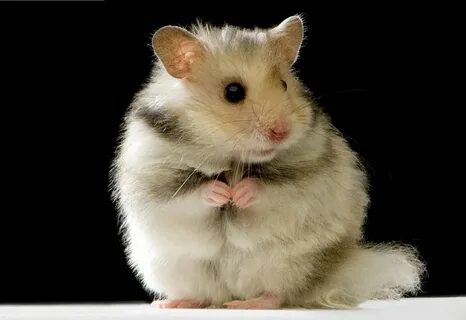 Pet hamster