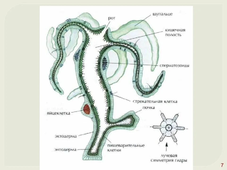 Строение гидры Кишечнополостные. Тип Кишечнополостные гидра Пресноводная. Строение гидры кишечная полость. Тип Кишечнополостные строение гидры.