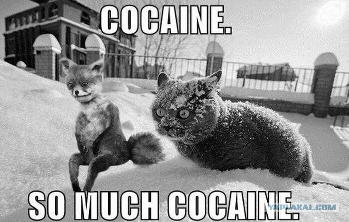 So much happening. Cocaine кот. Кот so much cocaine. So much cocaine Мем. Кот кокаин Мем.