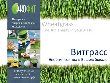 Витграсс отзывы