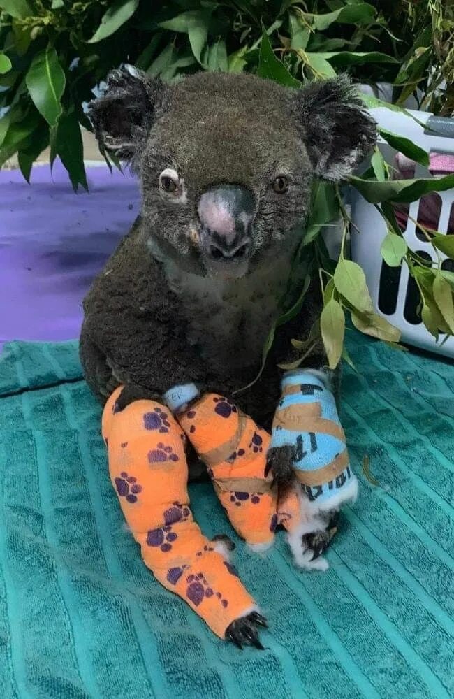 Коала страшная. Страшная коала. Самые страшные животные Австралии.