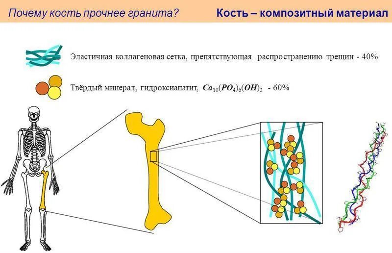 Какие кости самые крепкие. Крепкие кости. Кость прочность материала. Легкие кости.