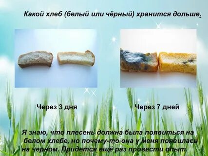 Почему хлеб когда едят