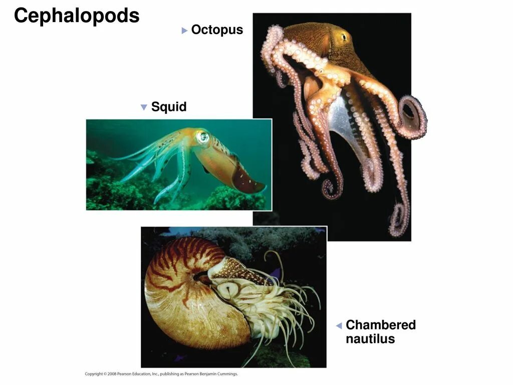 Кальмар и осьминог. Cephalopoda строение. спрут отличие от осьминога. кальмар и осьминог разница.