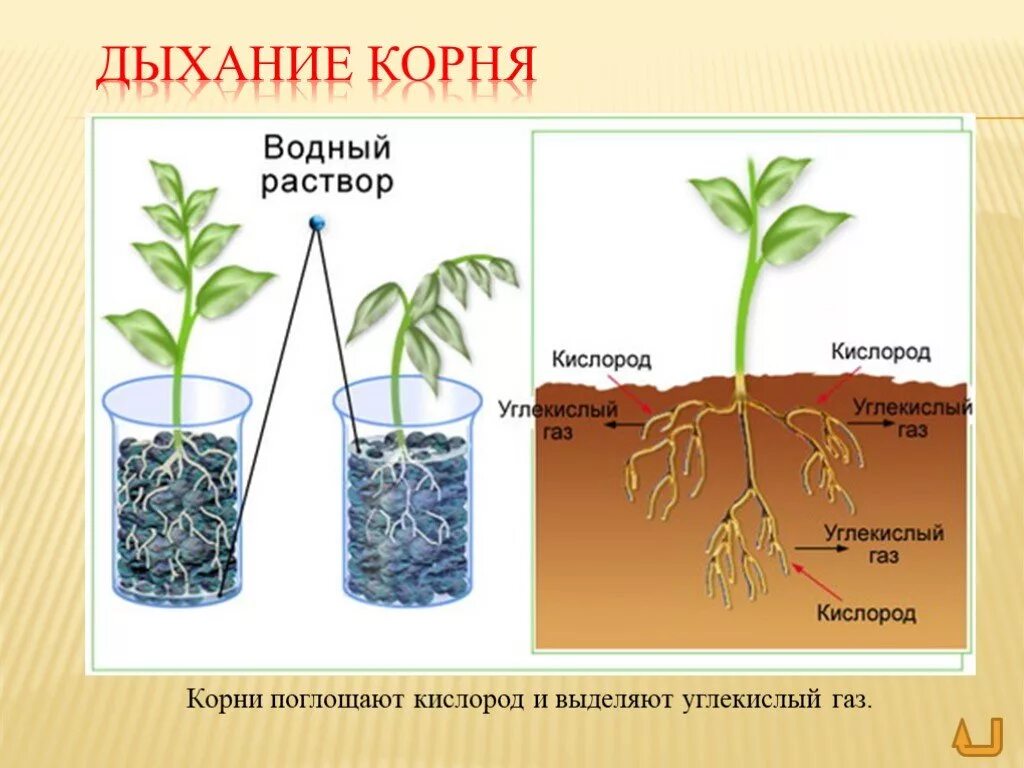 Корни и ночью и днем. Корни растений дышат. дыхание в корнях растений. вегетативные органы корень. корень растения.