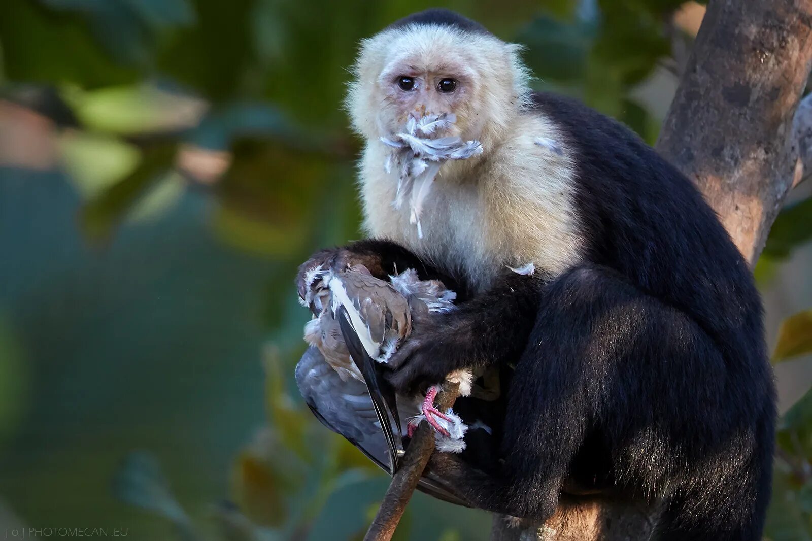 обезьяна птица. смешные птицы. пернатые обезьяны. очковый лангур. обезьяна птица.