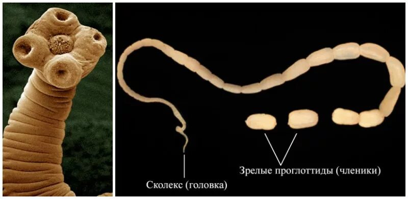 Строение внутренних паразитов. Личинки огуречного цепня у кошек. Ленточный червь бычий цепень.