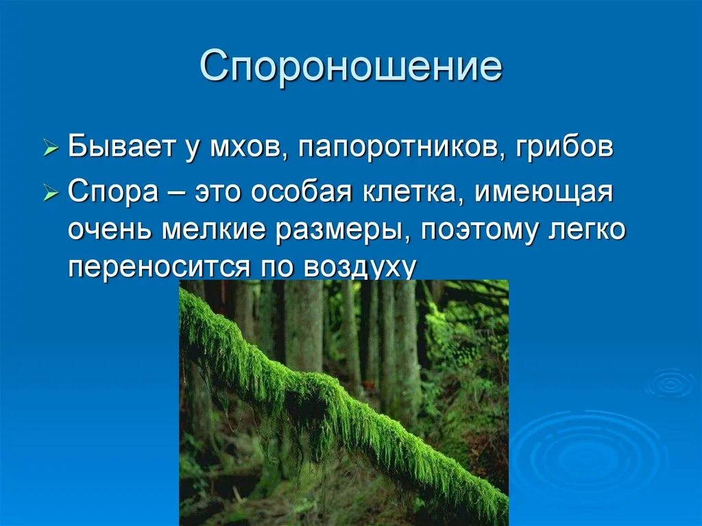 Спороношение это. Спороношение. Спороношение у мхов. Спороношение грибов. Спороношение у растений.