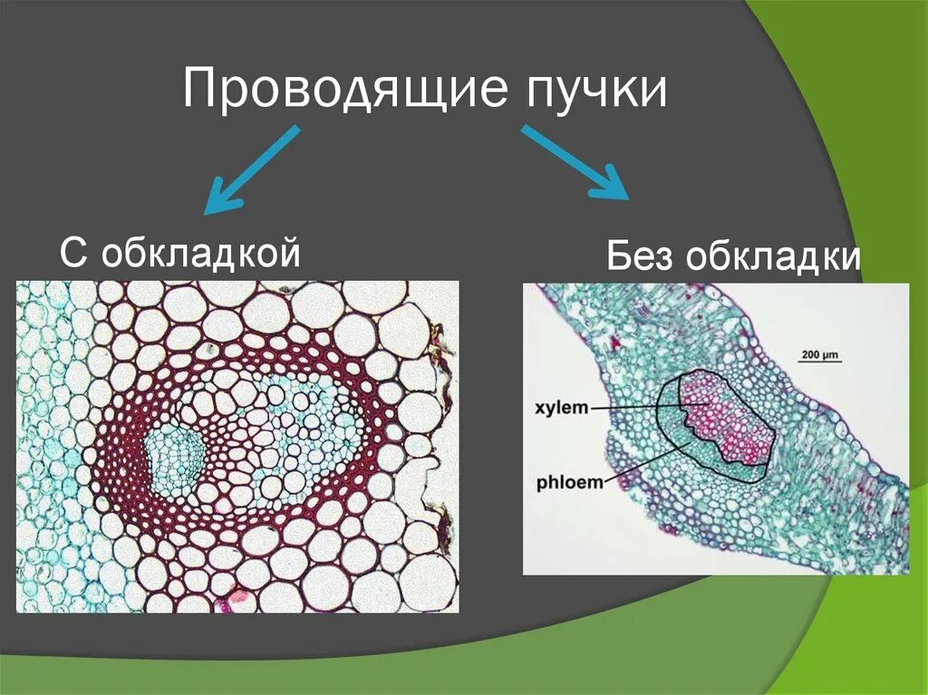 Закрытый пучок. Проводящие пучки. Закрытый и открытый проводящий пучок. Проводящие пучки растений. Открытые и закрытые проводящие пучки растений.