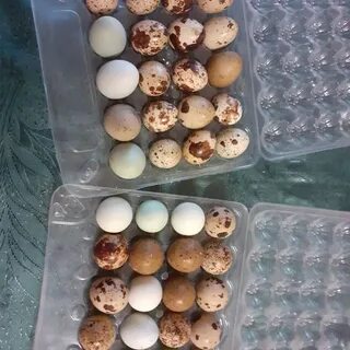 Десяток перепелиных яиц