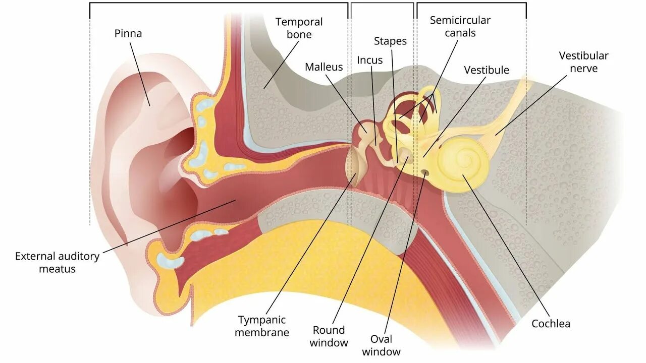 Перфорация барабанной перепонки. Перфорации барабанной перепонки расположение. Барабанная перепонка при отите. Hear system