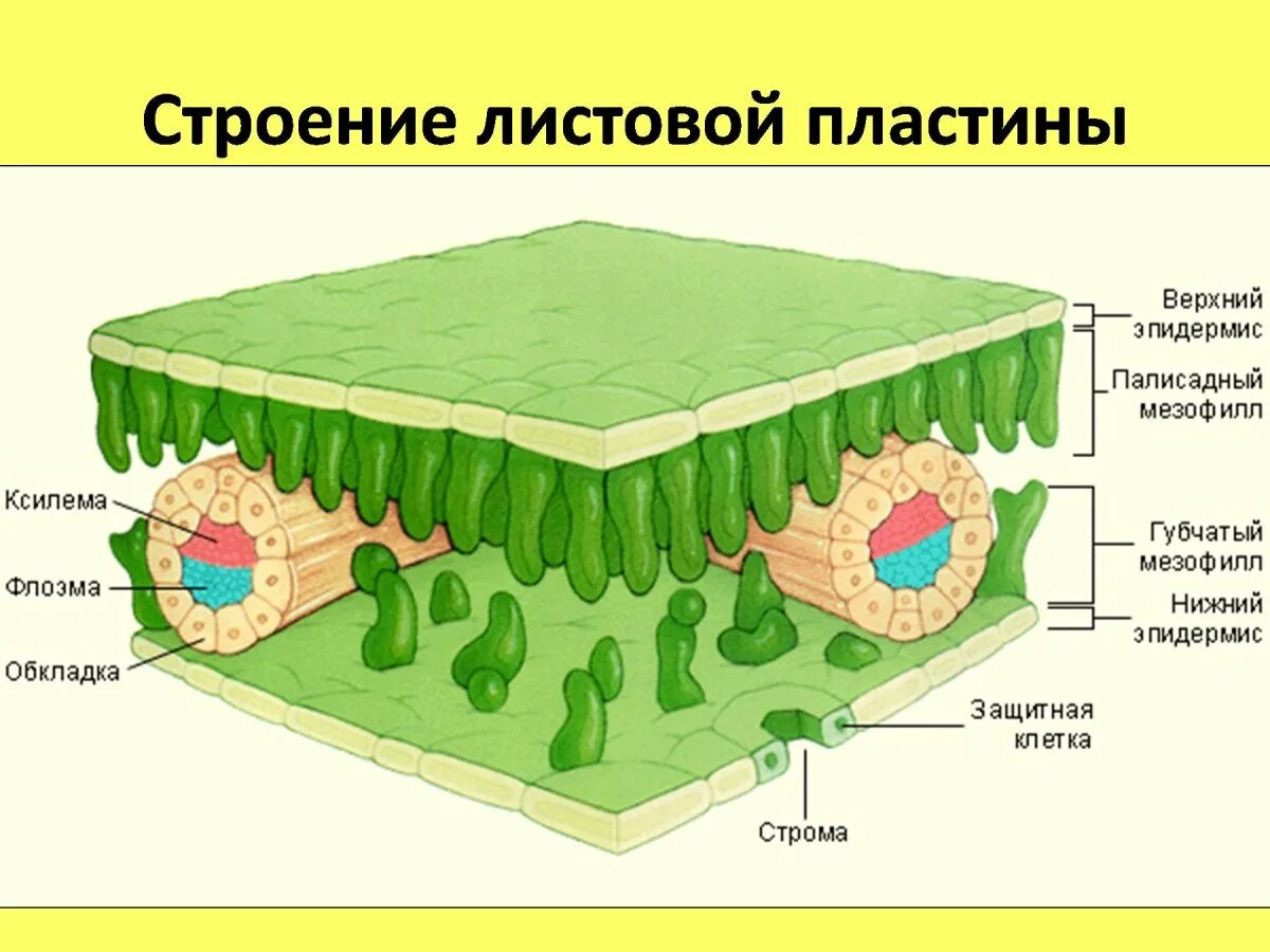 Внутреннее строение листа ткани. Строение листа ткани. палисадная ткань листа функции. столбчатый мезофилл. столбчатая хлоренхима ткань.