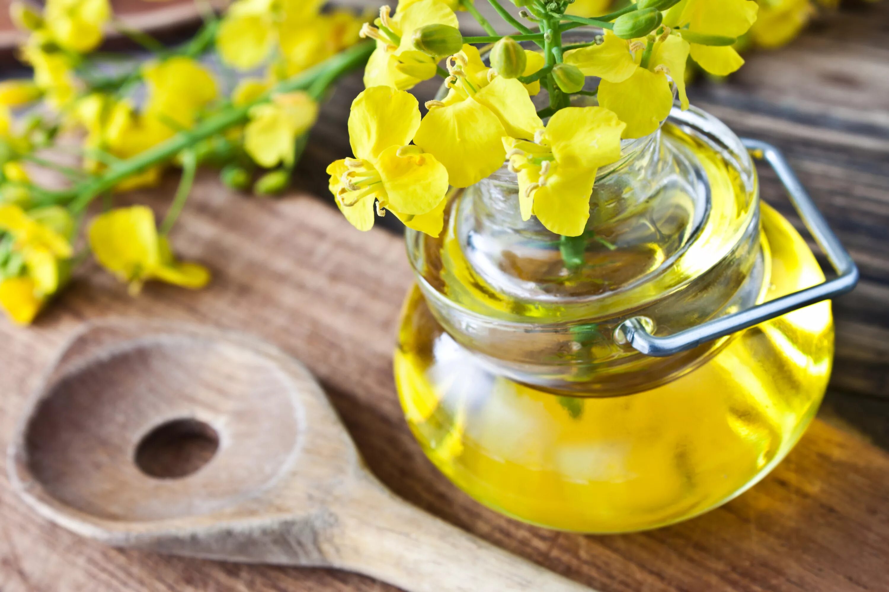 Рапсовое масло в питании. Рапсовое масло рыжиковое масло. Рыжиковое масло canola. Рыжиковое, горчичное, рапсовое масло.. Рапс и рапсовое масло.