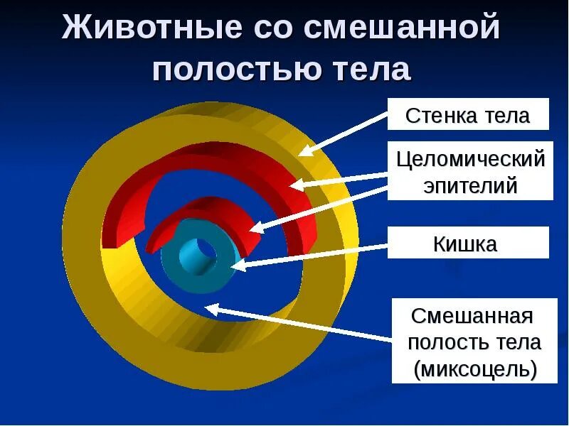 Первичная полость тела вторичная полость тела смешанная полость тела. Смешанная полость тела миксоцель. Полости тела первичная вторичная смешанная. Эволюция полости тела. Эволюция полостей тела животных